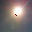 Vulture