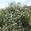 Arkarakatsa