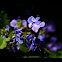 Blue Butterfly Bush (Clerodendron ugandense )