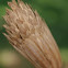 Tulip Tree Seed Pod