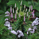 Spider Flower