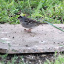 White Crowned Sparrow