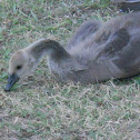 Canadian Goose (juvenile)