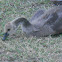 Canadian Goose (juvenile)