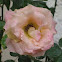 Pink Rose