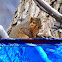 Fox Squirrel