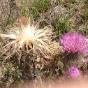 Thistle