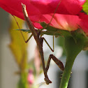 Carolina Mantis