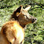 Elk (calf)