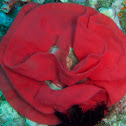 Spanish Dancer egg ribbon