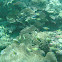 Ring-Tail Cardinalfish