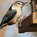 White-breasted nuthatch
