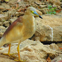Pond heron