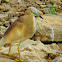 Pond heron