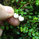 Creeping snowberry