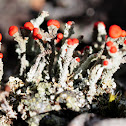 Bengal Match Lichen