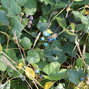 Berries
