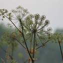 poison hemlock