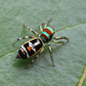 Peacock Jumping Spider