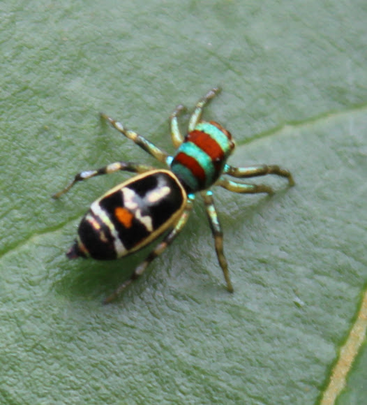 Spotting Image 1