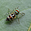 Peacock Jumping Spider