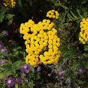 Tansy