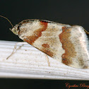 Rufous-banded Crambid