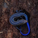 Five-Lined Skink