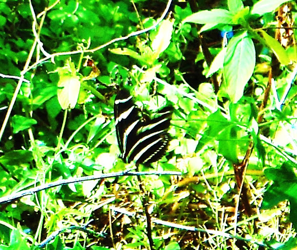 Spotting Image 1