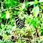 Zebra Longwing Butterfly