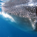 Whale Shark