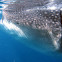 Whale Shark