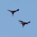 Red-Tailed Hawk