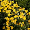 Yellow flower