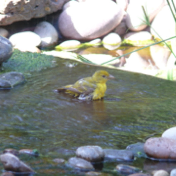 Spotting Image 1
