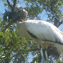 Wood Stork