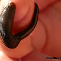 Horse Leech