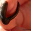 Horse Leech