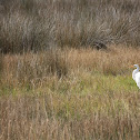 Great Egret