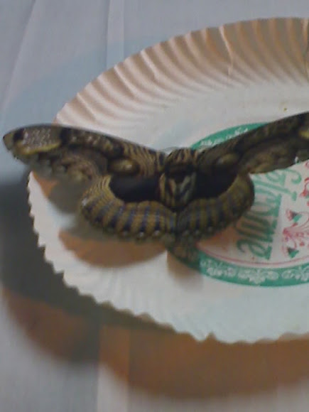 Spotting Image 1