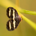 Plant hopper