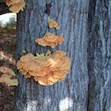 Chicken of the Woods