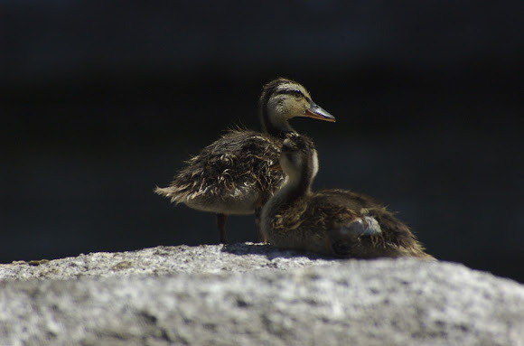 Spotting Image 1