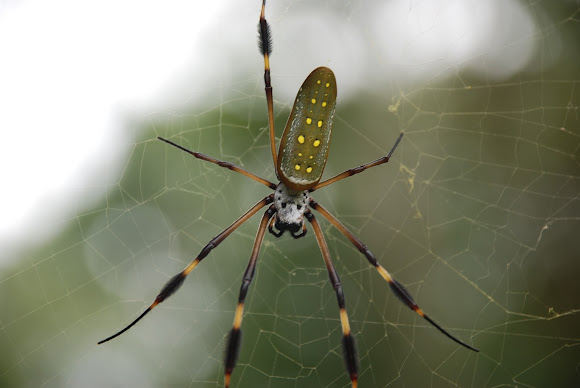 Spotting Image 1