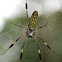 Golden Orb Spider