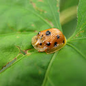 Tortoise beetle