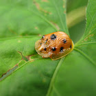 Tortoise beetle