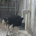 ostrich/avestruz