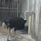 ostrich/avestruz