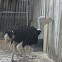 ostrich/avestruz